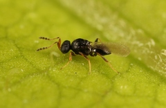 Synopeas jasius