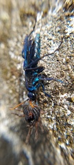 Pompilocalus nemequene