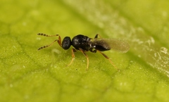 Synopeas jasius