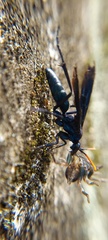 Pompilocalus nemequene
