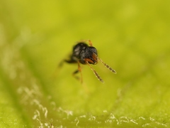 Synopeas jasius