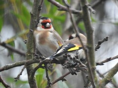 Carduelis carduelis