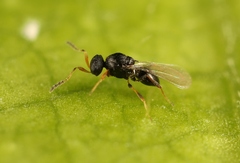 Synopeas jasius
