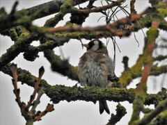 Carduelis carduelis