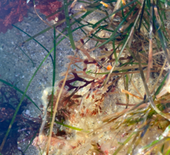 Jellyella tuberculata