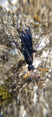 Pompilocalus nemequene