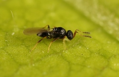 Synopeas jasius