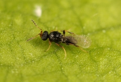 Synopeas jasius