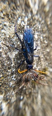Pompilocalus nemequene