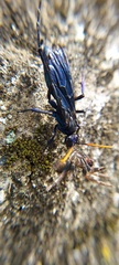 Pompilocalus nemequene
