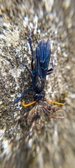 Pompilocalus nemequene