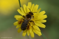 Dasypoda