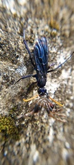 Pompilocalus nemequene