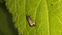 Adela reaumurella