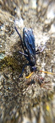 Pompilocalus nemequene