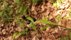 Cardamine bulbifera