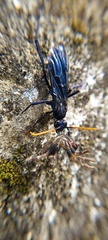Pompilocalus nemequene