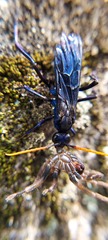 Pompilocalus nemequene