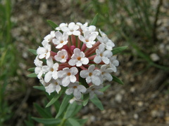 Stellera