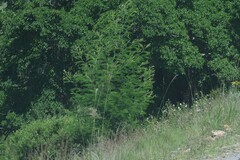 Ficus sur