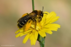 Dasypoda
