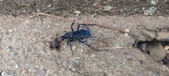 Pompilocalus nemequene
