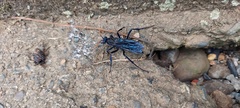 Pompilocalus nemequene