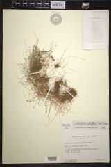 Eleocharis retroflexa