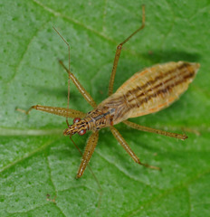 Nabis limbatus