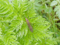 Nephrotoma appendiculata