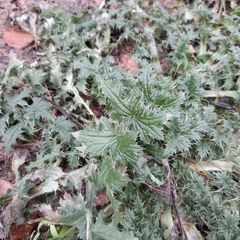Carduus crispus