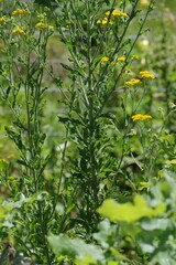 Nidorella