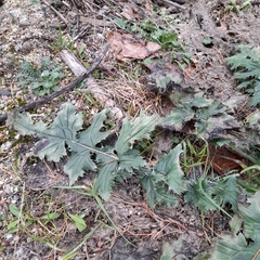 Carduus crispus