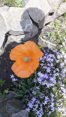 Papaver atlanticum