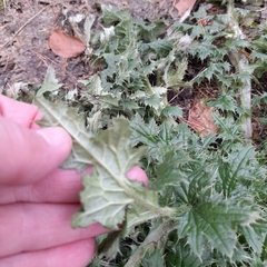 Carduus crispus