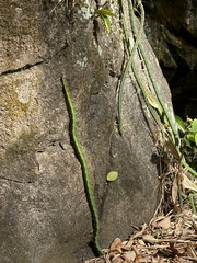 Selenicereus