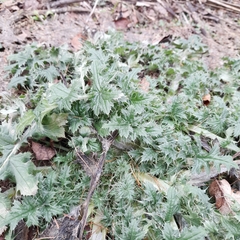 Carduus crispus