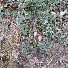 Carduus crispus