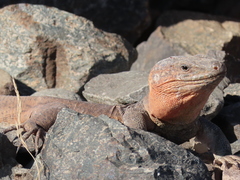 Gallotia stehlini