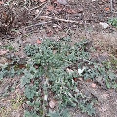Carduus crispus