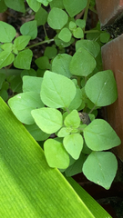 Parietaria floridana