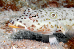 Parapercis clathrata