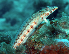 Parapercis clathrata