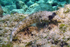 Parapercis clathrata