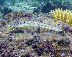 Parapercis clathrata