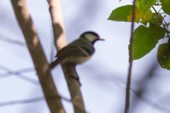Parus cinereus