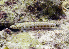 Parapercis millepunctata