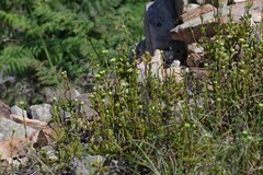 Crassula latibracteata