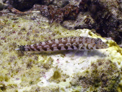Parapercis millepunctata