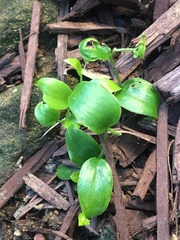 Asparagus asparagoides